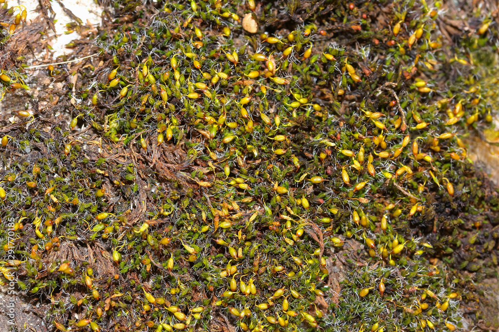 Goldhaarmoos, Moospolster, Orethotrichum affine Goldhaarmoos, Moospolster, Orethotrichum affine