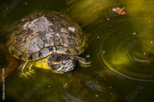 Closeup of turtle that are playing in the greenish pond water. Location: Blitar, Indonesia.