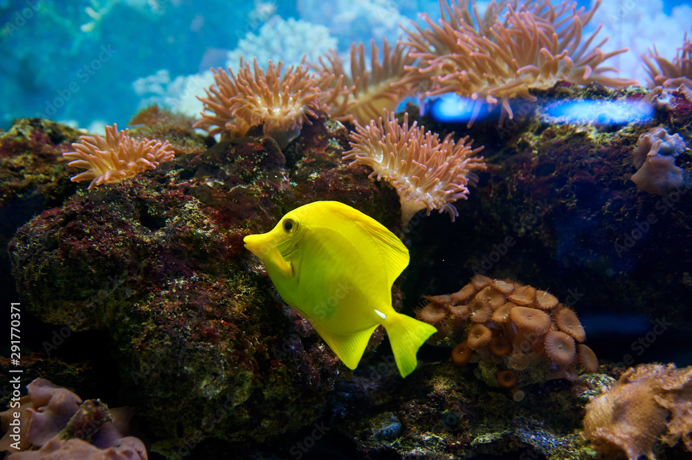 Obraz premium Exotic fish