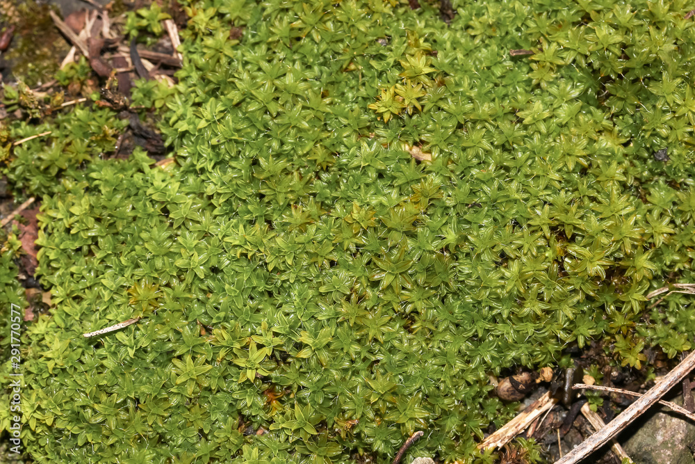 Erd-Drehzahnmoos, Moospolster, Syntrichia ruralis