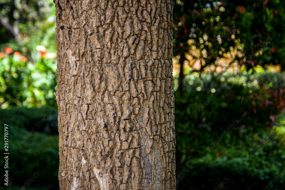 Tree bark texture against a blur green garden background
