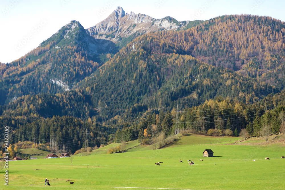 pastoral view of the alps with green meadow cows and colorful trees