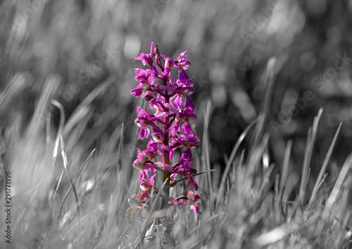Fioletowa orchidea z czarno-białym tłem