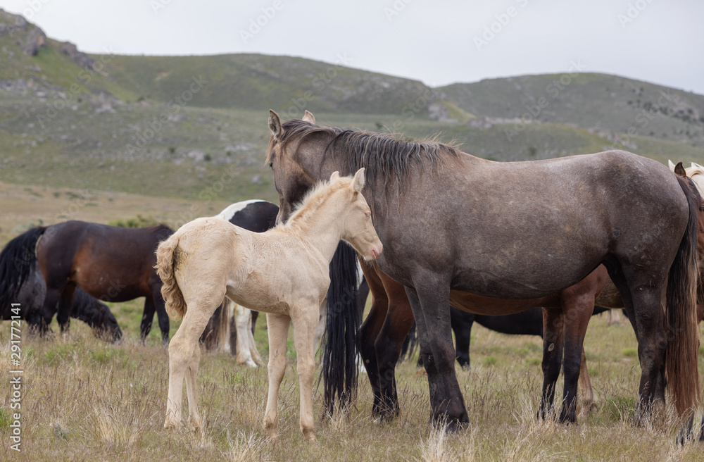 Wild Horse Mare and Foal in the Utah Desert in Spring Wild Horse Mare and Foal in the Utah Desert in Spring