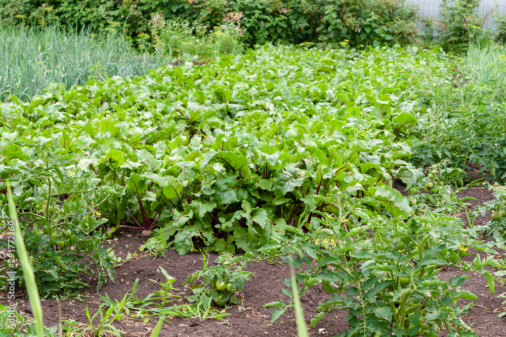 Growing red beets in the garden. Green tops of red beets. Growing red beets in the garden. Green tops of red beets.