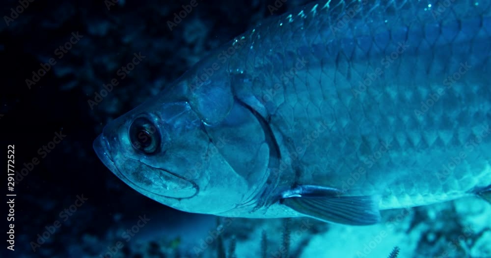Carp swims through coral reef, slow motion close up