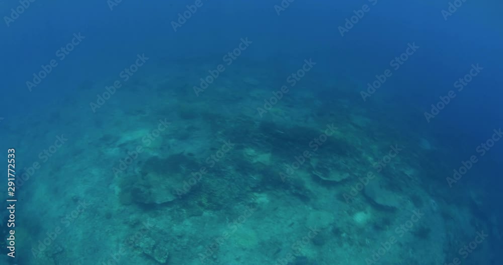 Scuba diver point of view, swimming in tropics