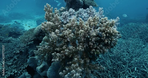 Dying coral reef, slow motion