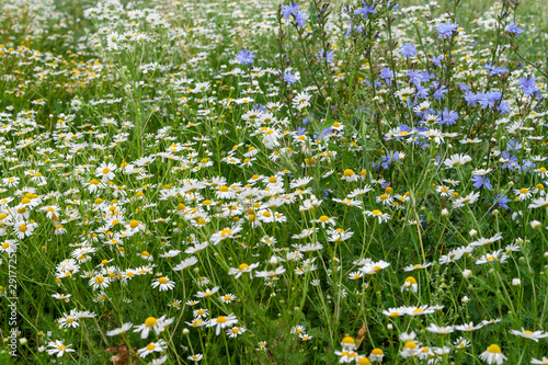 Thickets of medicinal chamomile in the meadow.