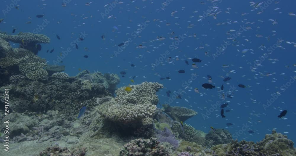 Small fish school over coral reef, slow motion Small fish school over coral reef, slow motion