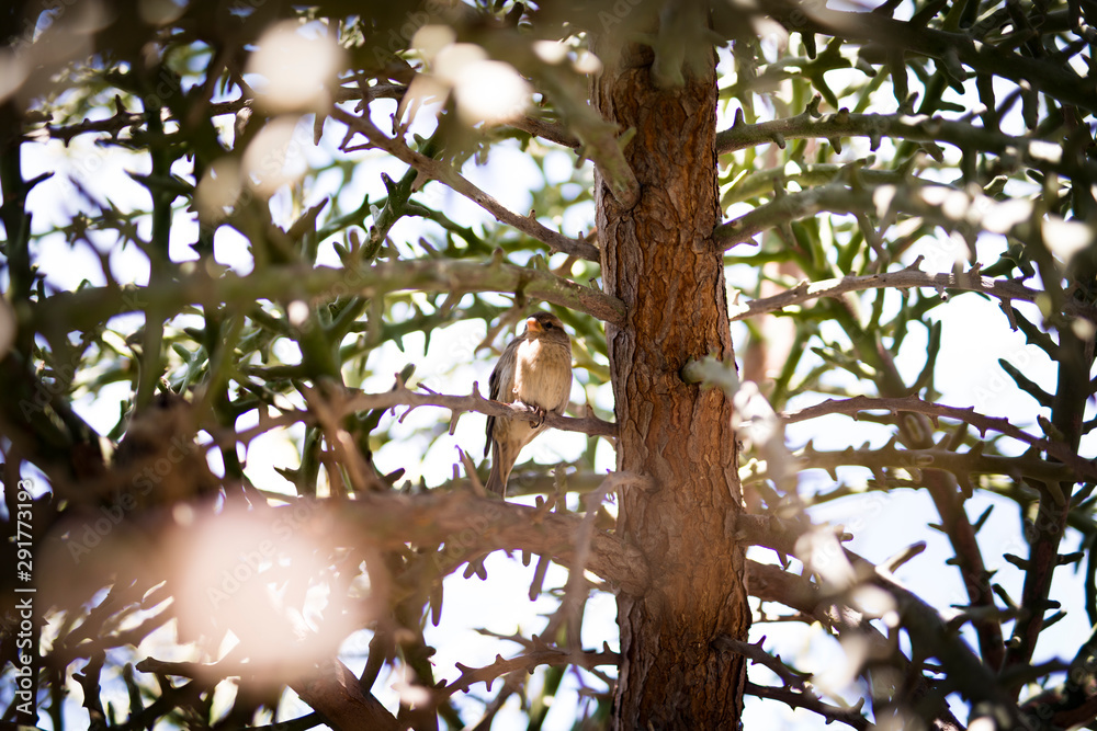 little bird little bird