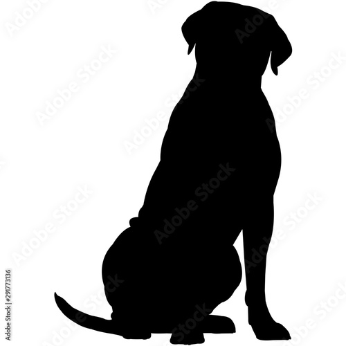 Cane Corso  Silhouette Vector