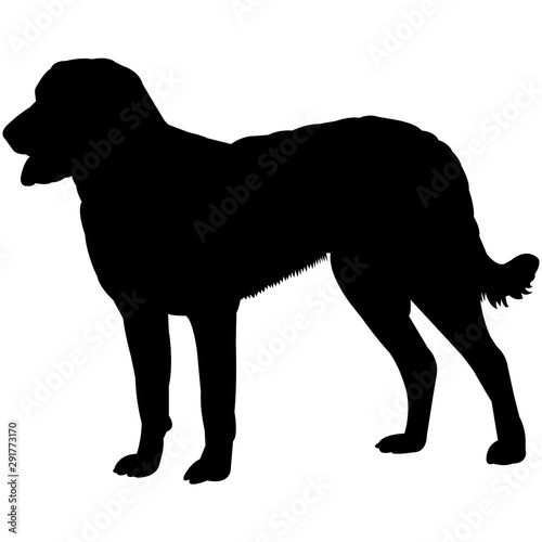 Chesapeake Bay Retriever  Silhouette Vector