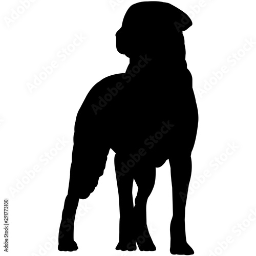 Chesapeake Bay Retriever  Silhouette Vector