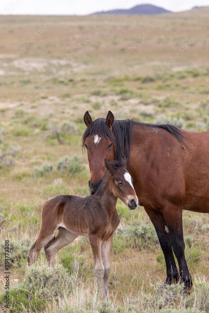 Wild Horse Mare and Foal in the Utah Desert in Spring