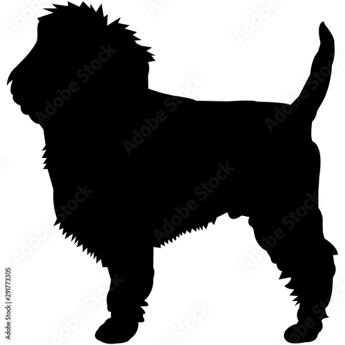 Affenpinscher  Silhouette Vector