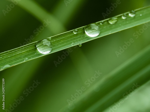 Water drops on green grass