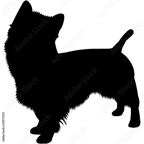 Australian Terrier  Silhouette Vector photo