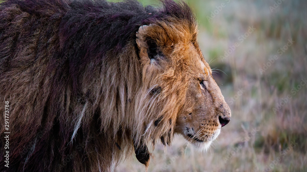 Lion Sunrise Masai Mara