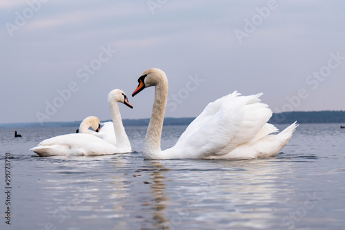 White swans love lake