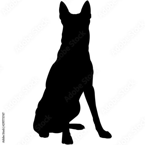 Belgian Malinois  Silhouette Vector