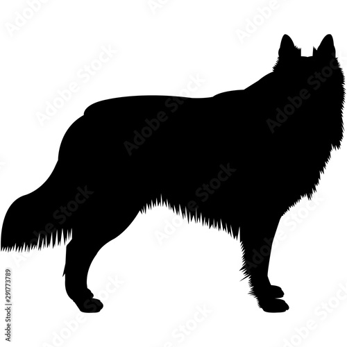 Belgian Sheepdog  Silhouette Vector