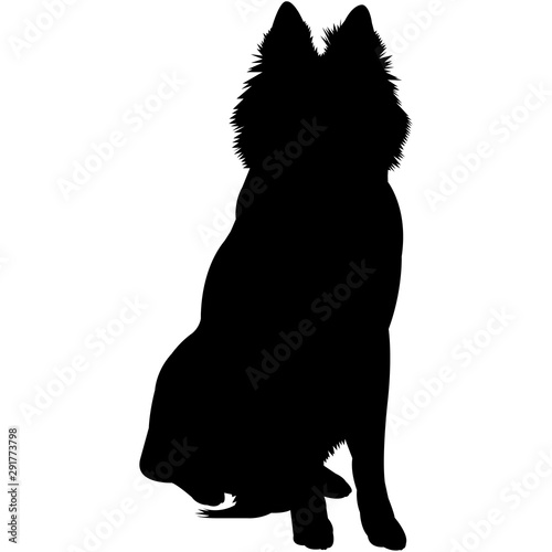 Belgian Sheepdog  Silhouette Vector