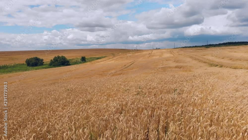 wheat ears field arial view drone 4k 29fps wheat ears field arial view drone 4k 29fps