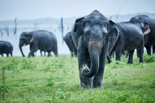 Asian elephant grazing against herd at Kaudulla National Park