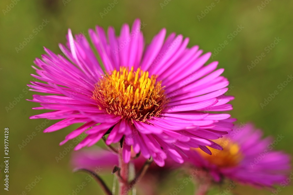 Rosa Herbstaster Rosa Herbstaster