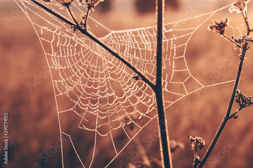 Spider web covered with frost on dried stems on a frosty autumn morning
