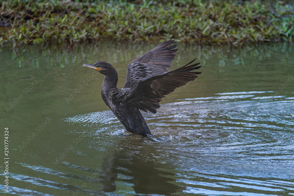 A lone cormorant drying its wings A lone cormorant drying its wings