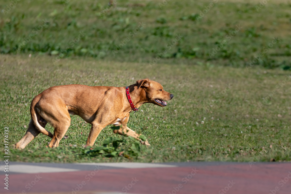 A dog with a red collar walking unleashed in the park