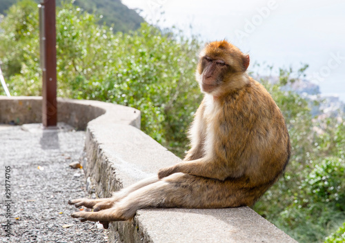Sad Gibraltar Monkey