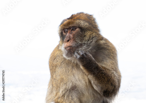 Gibraltar Monkey 3