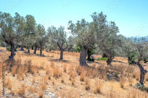 Landscape with olive trees in Samos-Marathokabos on Samos island in Greece © dutchlight