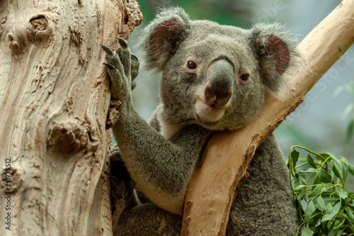 Fototapeta Naklejka Na Ścianę i Meble -  Wacher Koalabär in der Astgabel