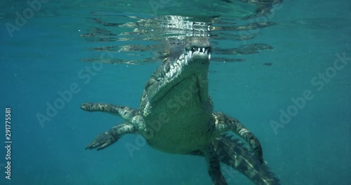 View of crocodile from underwater, slow motion