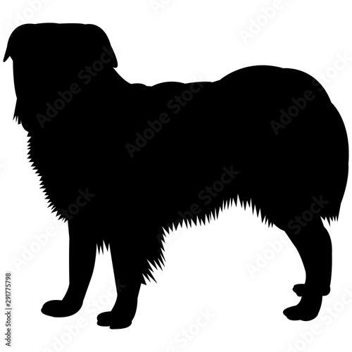 Miniature American Shepherd  Silhouette Vector