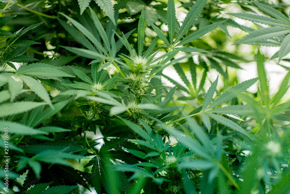 Close-up of green marijuana, cannabis plants Close-up of green marijuana, cannabis plants