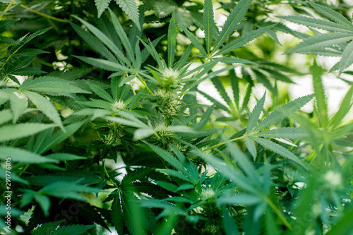 Close-up of green marijuana, cannabis plants
