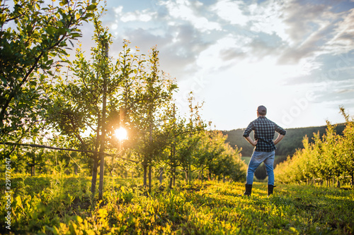 A rear view of mature farmer standing in orchard at sunset. Copy space. © Halfpoint