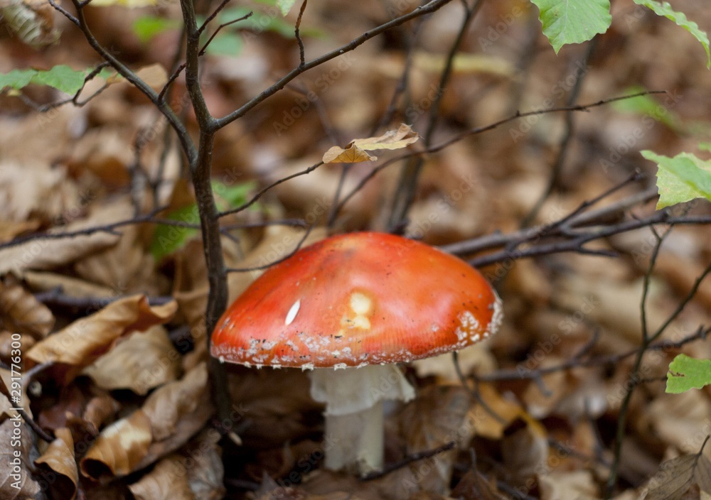 Red amanita mushroom in the leaves in the forest Red amanita mushroom in the leaves in the forest