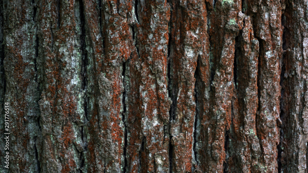 Fototapeta premium tree bark texture