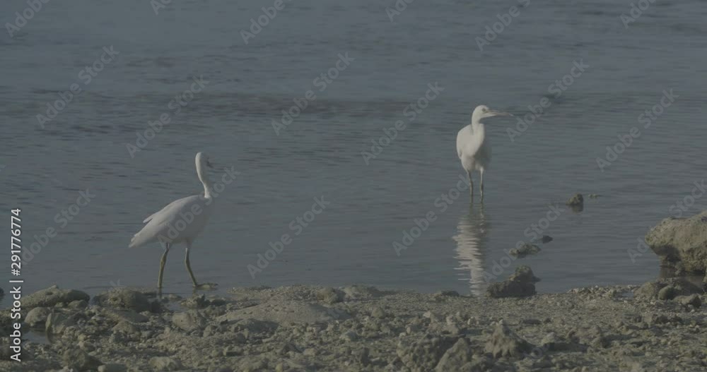 Egret on Heron Island beach, medium shot