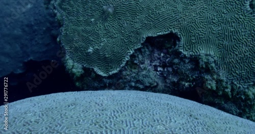 White brain coral, slow motion