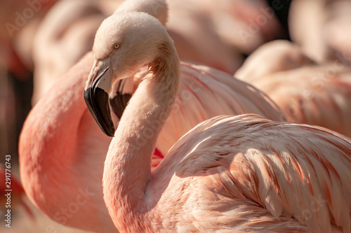 Kopfporträt eines Flamingos