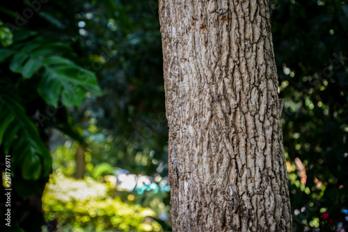 Tree bark texture pattern with natural green lanscape in blur
