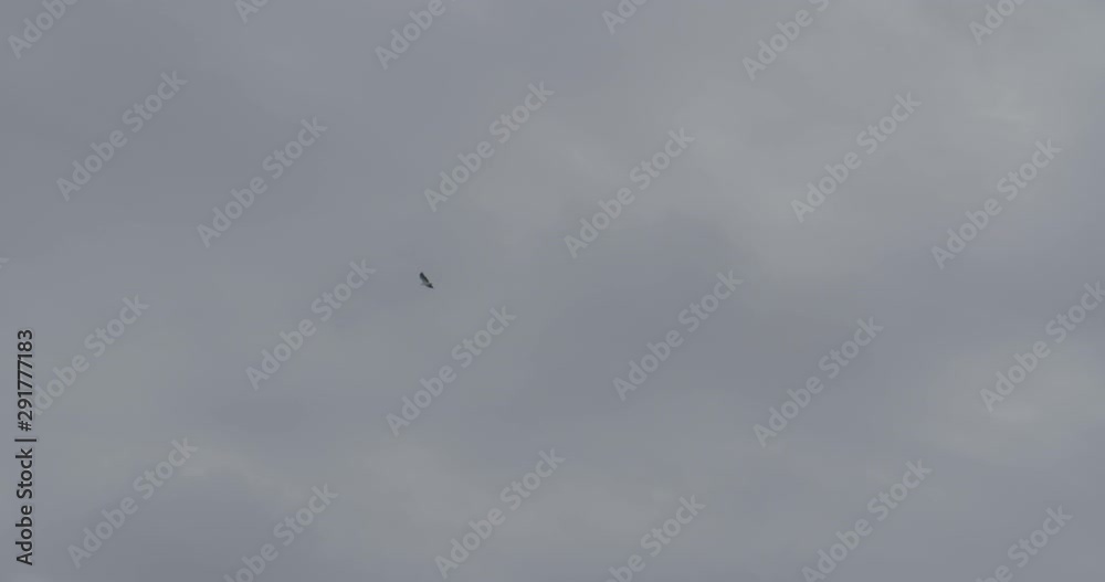 Low angle, marine birds on overcast day Low angle, marine birds on overcast day