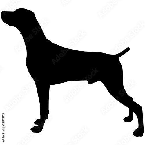 Weimaraner  Silhouette Vector